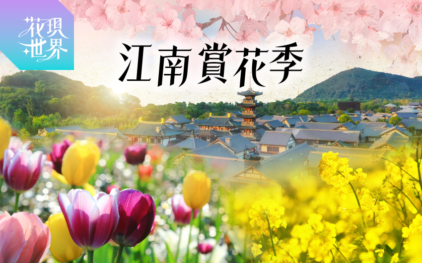 典藏江南賞花８日